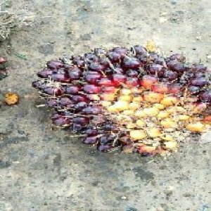 unripe_train (216).jpg