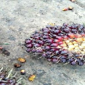 unripe_train (217).jpg