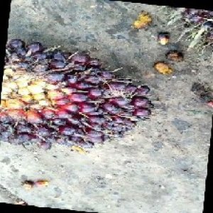 unripe_train (218).jpg