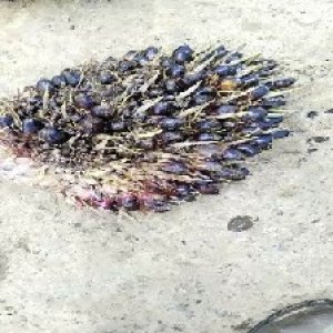 unripe_train (219).jpg