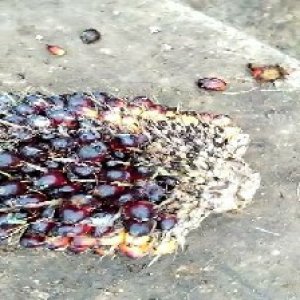 unripe_train (22).jpg