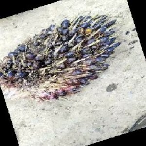 unripe_train (220).jpg