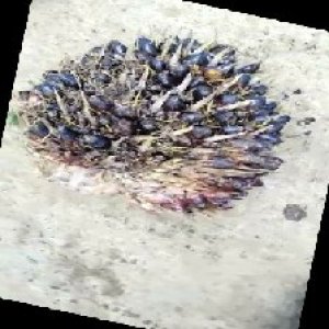 unripe_train (221).jpg