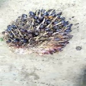 unripe_train (222).jpg