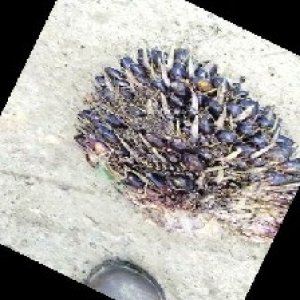 unripe_train (223).jpg