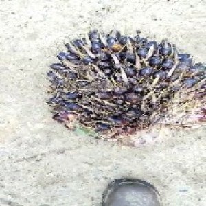 unripe_train (224).jpg