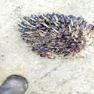 unripe_train (225).jpg