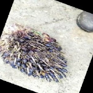 unripe_train (226).jpg