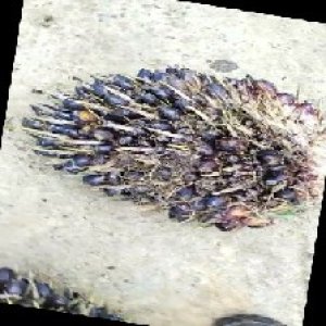 unripe_train (227).jpg