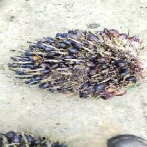 unripe_train (228).jpg