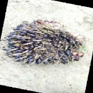 unripe_train (229).jpg