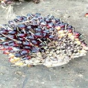 unripe_train (23).jpg