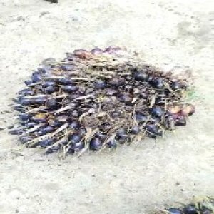 unripe_train (230).jpg