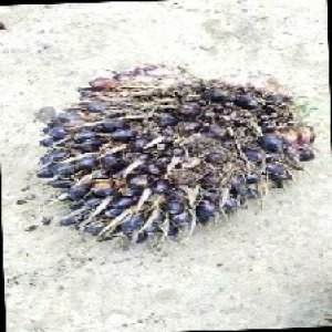 unripe_train (231).jpg