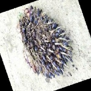 unripe_train (233).jpg