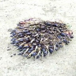 unripe_train (234).jpg