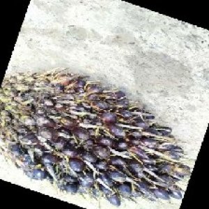 unripe_train (236).jpg