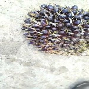 unripe_train (237).jpg