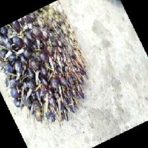 unripe_train (238).jpg