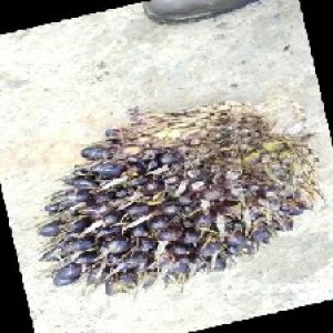 unripe_train (239).jpg