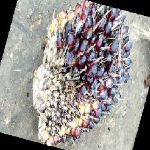 unripe_train (24).jpg