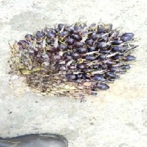 unripe_train (240).jpg