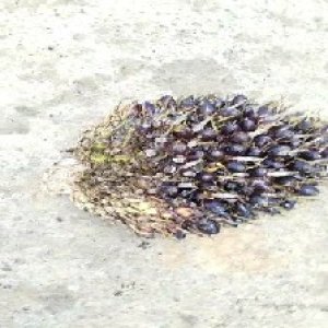 unripe_train (241).jpg