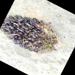 unripe_train (242).jpg