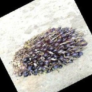 unripe_train (244).jpg