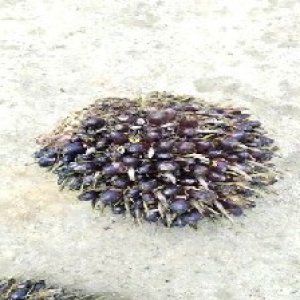 unripe_train (245).jpg