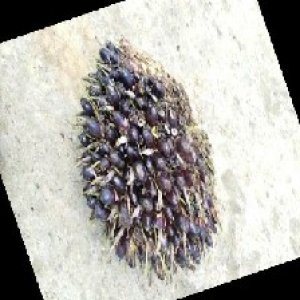 unripe_train (246).jpg