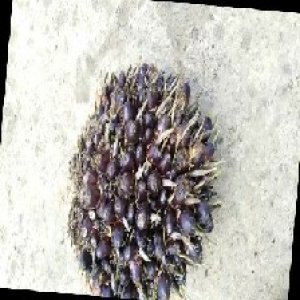 unripe_train (247).jpg