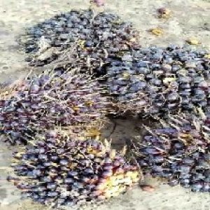 unripe_train (249).jpg