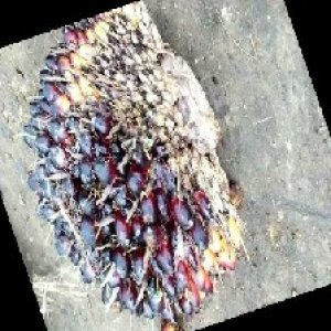 unripe_train (25).jpg