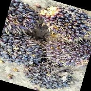 unripe_train (250).jpg