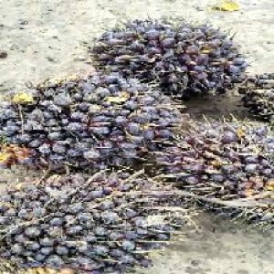 unripe_train (251).jpg