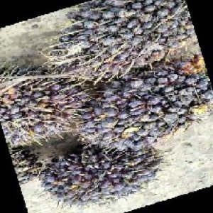 unripe_train (252).jpg