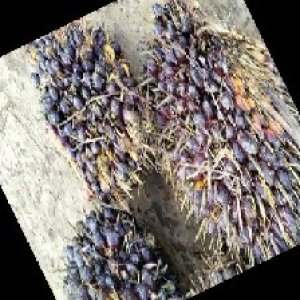 unripe_train (253).jpg