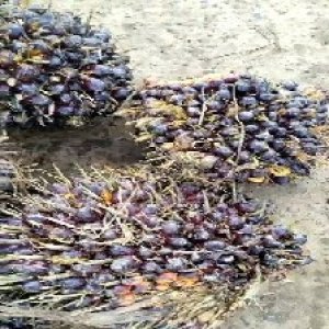 unripe_train (254).jpg