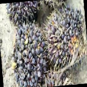 unripe_train (255).jpg