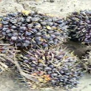 unripe_train (256).jpg