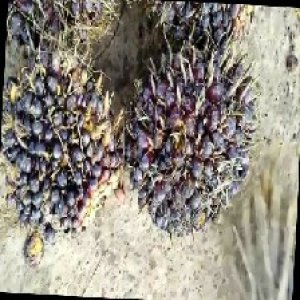 unripe_train (257).jpg