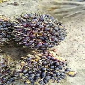 unripe_train (258).jpg