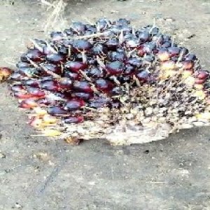 unripe_train (26).jpg