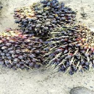 unripe_train (260).jpg