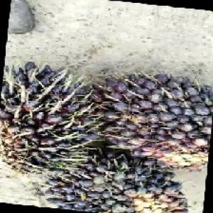 unripe_train (261).jpg