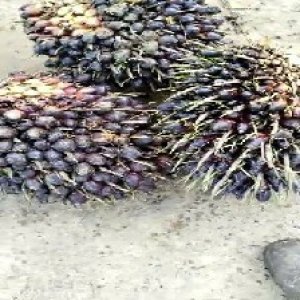 unripe_train (262).jpg