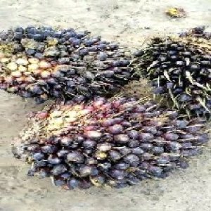 unripe_train (263).jpg