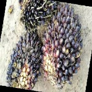 unripe_train (264).jpg