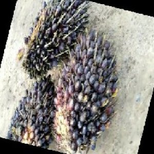 unripe_train (265).jpg